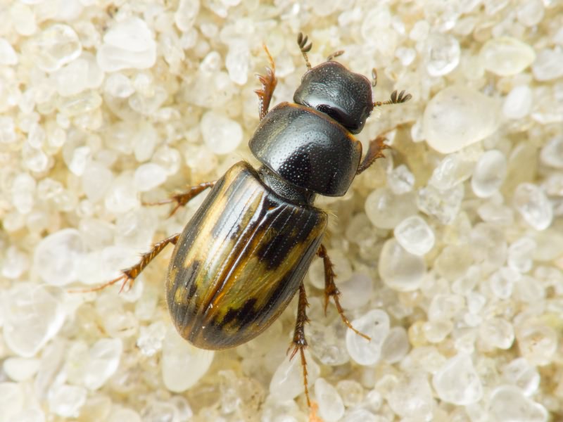 Aphodius Illiger, 1798